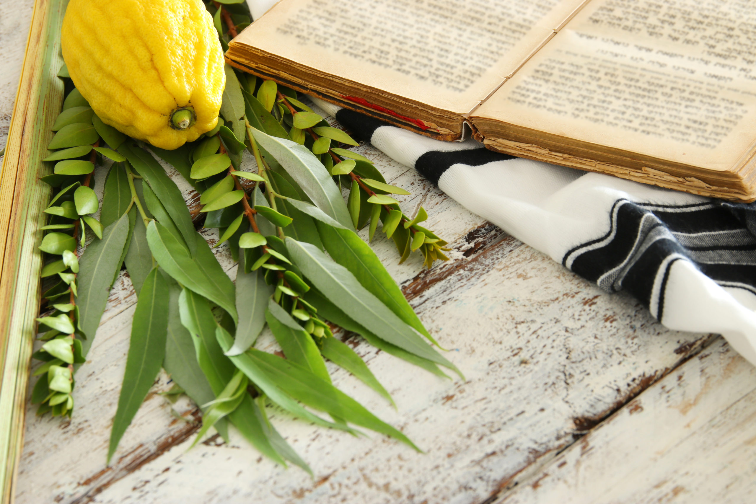 Sukkot 5783 Jewish Holiday Sukkot Jewish Senior Life of MI